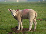 FZ028976 Little lamb.jpg
